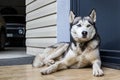 Dog breed husky curled up and lying at the doorstep of the house. Royalty Free Stock Photo