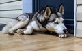 Dog breed husky curled up and lying at the doorstep of the house. Royalty Free Stock Photo