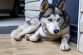 Dog breed husky curled up and lying at the doorstep of the house. Royalty Free Stock Photo