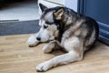 Dog breed husky curled up and lying at the doorstep of the house. Royalty Free Stock Photo