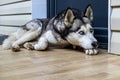 Dog breed husky curled up and lying at the doorstep of the house. Royalty Free Stock Photo