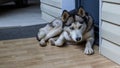 Dog breed husky curled up and lying at the doorstep of the house. Royalty Free Stock Photo