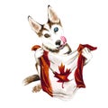 Dog breed Husky holding a Canada flag. Toronto. Isolated on white background. Politics. puppy