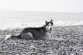 Dog breed Husky lying on the beach on a pebble beach