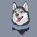 Dog breed Husky. Pet portrait. Vector flat illustration.