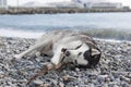 Dog breed Husky playing with a stick on the beach Royalty Free Stock Photo