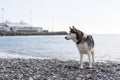 Dog breed Husky stands on the beach and looks carefully