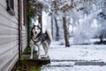 A dog breed Husky stands near the house