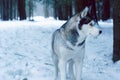 A dog breed Husky stands in the woods in winter and looks away