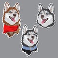 Dog breed Husky sticker. Animal domestic. Vector.