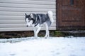 A dog breed Husky walking near the house