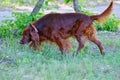 Dog breed Irish Red setter Royalty Free Stock Photo