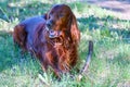 Dog breed Irish Red setter Royalty Free Stock Photo