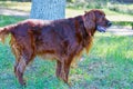 Dog breed Irish Red setter Royalty Free Stock Photo