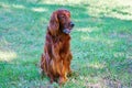 Dog breed Irish Red setter Royalty Free Stock Photo