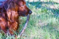 Dog breed Irish Red setter Royalty Free Stock Photo