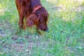 Dog breed Irish Red setter Royalty Free Stock Photo