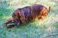 Dog breed Irish Red setter Royalty Free Stock Photo