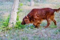 Dog breed Irish Red setter Royalty Free Stock Photo