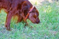 Dog breed Irish Red setter Royalty Free Stock Photo