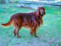 Dog breed Irish Red setter Royalty Free Stock Photo