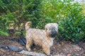 Dog breed Irish Soft Coated Wheaten Terrier Guarding his home in Autumn Royalty Free Stock Photo