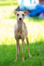 Dog breed Italian Greyhound Royalty Free Stock Photo
