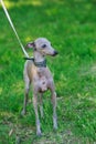 The dog breed Italian Greyhound Royalty Free Stock Photo