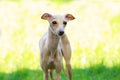 Dog breed Italian Greyhound Royalty Free Stock Photo