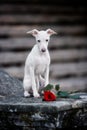 Dog breed Italian greyhound sitting on the stairs Royalty Free Stock Photo