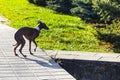 Dog breed Italian greyhound Royalty Free Stock Photo