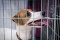 Dog breed jack russel terrier sits in an iron cage sticking out his tongue Royalty Free Stock Photo