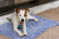 Dog breed Jack Russell lies on carpet and yawns. Shallow depth of field. Horizontal