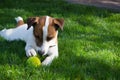 Young dog lies on the grass and playing with tennis ball Royalty Free Stock Photo