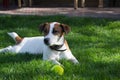 Young dog lies on the grass and playing with tennis ball Royalty Free Stock Photo