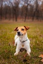 Dog breed Jack Russell Terrier lay on the lawn