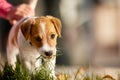 Dog breed jack russell terrier playing in autumn park Royalty Free Stock Photo