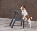 Dog breed Jack Russell Terrier portrait dog on a studio color ba