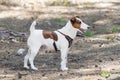 Dog breed Jack Russell Terrier in profile Royalty Free Stock Photo