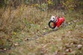 Dog breed Jack Russell Terrier in a red raincoat carries in his mouth a jumping ring toy in a green forest