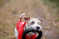 Dog breed Jack Russell Terrier in a red raincoat carries in his mouth a jumping ring toy in a green forest