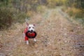 Dog breed Jack Russell Terrier in a red raincoat carries in his mouth a jumping ring toy in a green forest