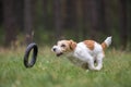 Dog breed Jack Russell Terrier in a red raincoat carries in his mouth a jumping ring toy in a green forest