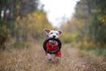 Dog breed Jack Russell Terrier in a red raincoat carries in his mouth a jumping ring toy in a green forest