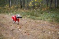 Dog breed Jack Russell Terrier in a red raincoat carries in his mouth a jumping ring toy in a green forest