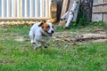 Dog breed Jack Russell Terrier runs very fast on a green lawn. The concept of domestic animals and hunting dogs.