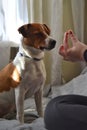 Dog breed Jack Russell Terrier sits on the couch and looking for a treat