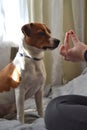 Dog breed Jack Russell Terrier sits on the couch and looking for a treat