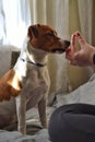 Dog breed Jack Russell Terrier sits on the couch and looking for a treat