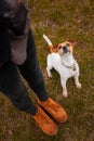Dog breed Jack Russell Terrier sits near the legs of a man and executes his commands Royalty Free Stock Photo